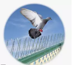 immagine piccione